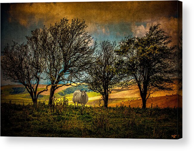 Sheep Acrylic Print featuring the photograph Up On The Sussex Downs In Autumn by Chris Lord