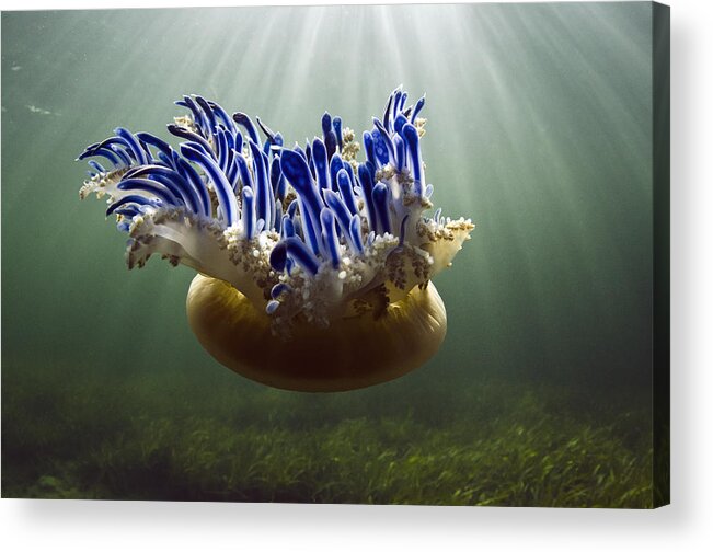 Mp Acrylic Print featuring the photograph Upside-down Jellyfish Cassiopea Sp by Pete Oxford
