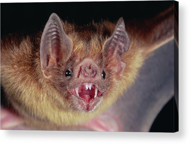Mp Acrylic Print featuring the photograph Vampire Bat Desmodus Rotundus Portrait by Michael & Patricia Fogden