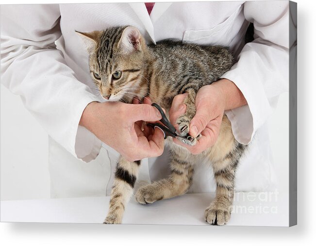 Nature Acrylic Print featuring the photograph Vet Clipping Kittens Claws by Mark Taylor