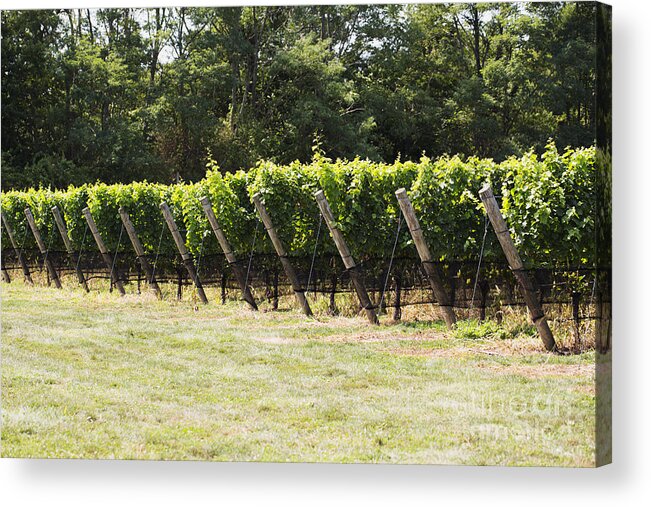 Vineyard Acrylic Print featuring the photograph Vineyards by Leslie Leda