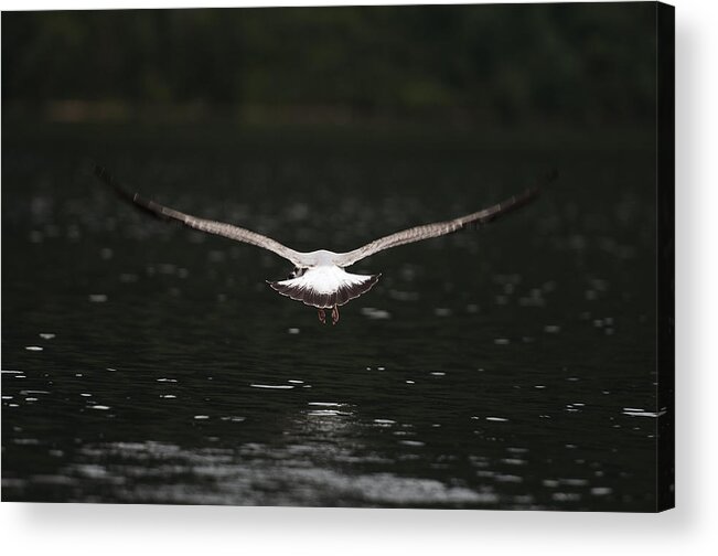 Birds Acrylic Print featuring the photograph Vuela by Roberto Navarro