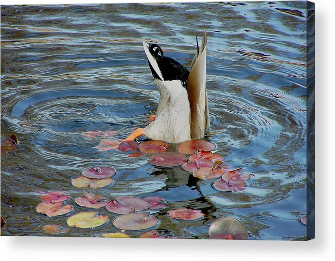 Duck Acrylic Print featuring the photograph Vulnerable Assets by S Paul Sahm