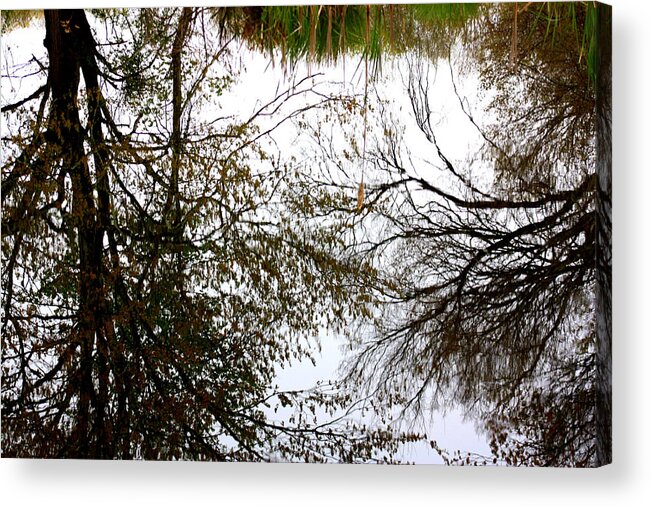 Tree Reflections Acrylic Print featuring the photograph Water Reflects the Beauty by Kim Galluzzo