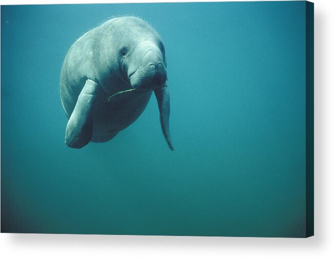 Mp Acrylic Print featuring the photograph West Indian Manatee Trichechus Manatus by Tui De Roy