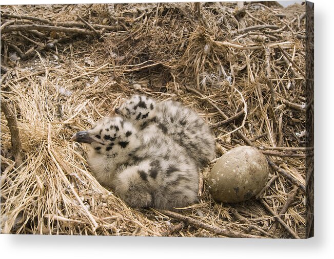 00429714 Acrylic Print featuring the photograph Western Gull Chicks And Egg Wilder by Sebastian Kennerknecht