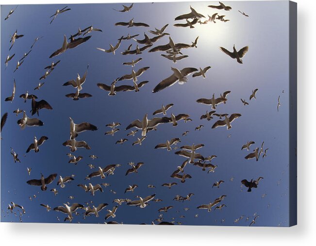 00173354 Acrylic Print featuring the photograph Western Gull Flock Flying North America by Tim Fitzharris