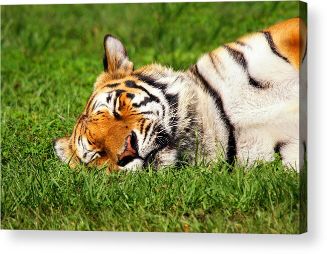 Tiger Acrylic Print featuring the photograph When Tigers Dream by Joe Myeress