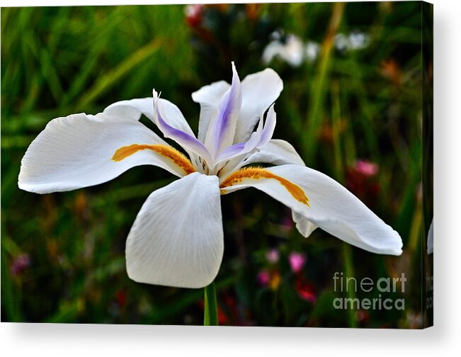 Iris Acrylic Print featuring the photograph White African Iris by Gwyn Newcombe