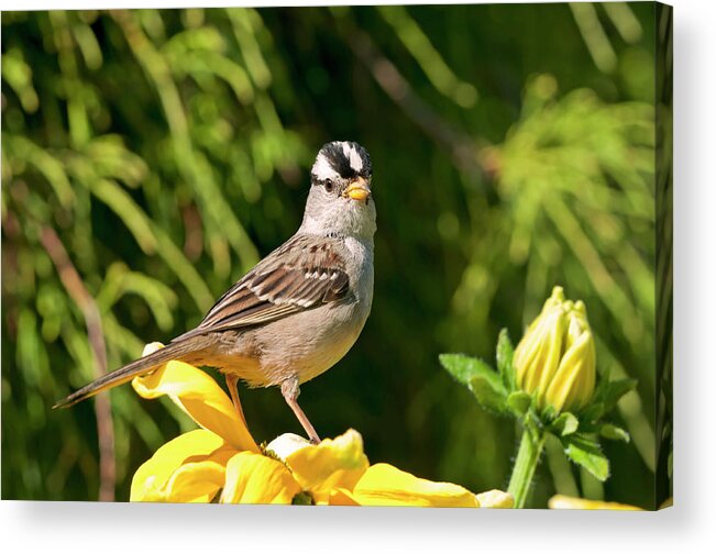 White Crowned Sparrow Acrylic Print featuring the photograph White Crowned Sparrow by Terry Dadswell