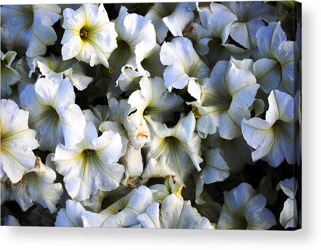 Flowers Acrylic Print featuring the photograph White Flowers At Dusk by Sumit Mehndiratta