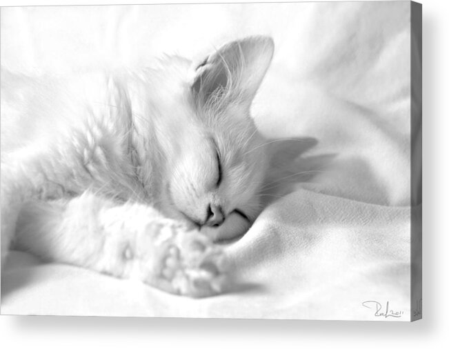 Cat Acrylic Print featuring the photograph White kitten on white. by Raffaella Lunelli