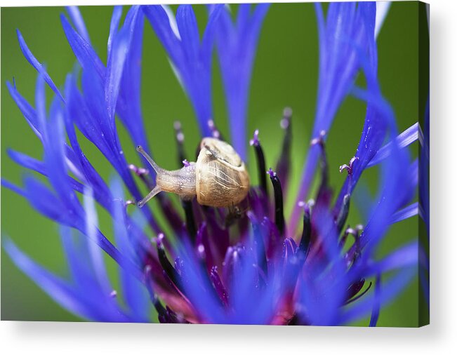 Mp Acrylic Print featuring the photograph White-lipped Grove Snail Cepaea by Konrad Wothe