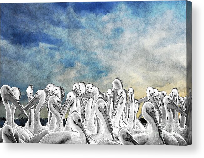 White Pelicans Acrylic Print featuring the photograph White Pelicans In Group by Dan Friend