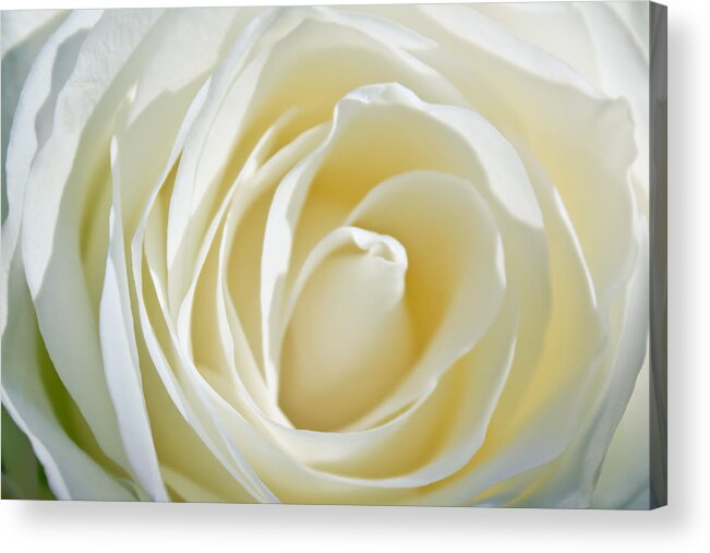 White Rose Acrylic Print featuring the photograph White Rose by Ann Murphy