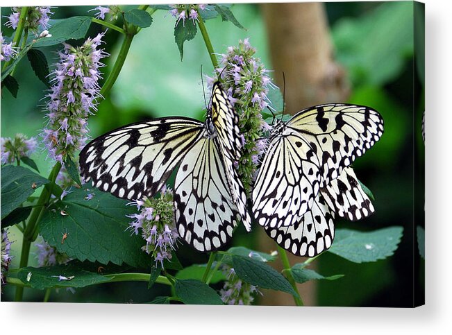 Butterfly Acrylic Print featuring the photograph White by Skip Willits