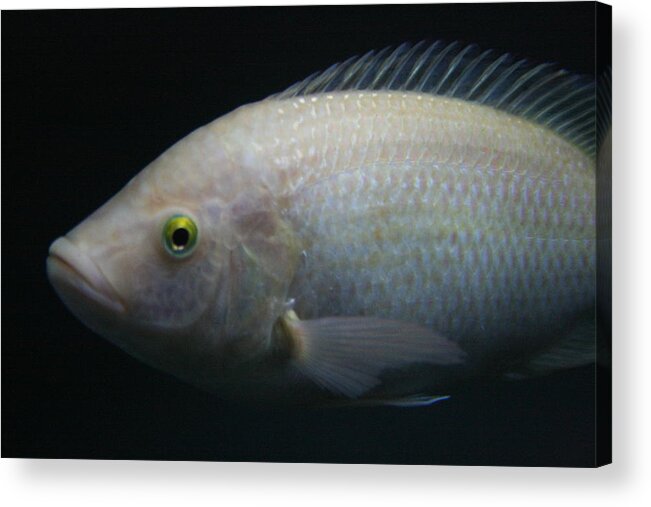 Jennifer Bright Art Acrylic Print featuring the photograph White Tilapia with Yellow Eyes by Jennifer Bright Burr