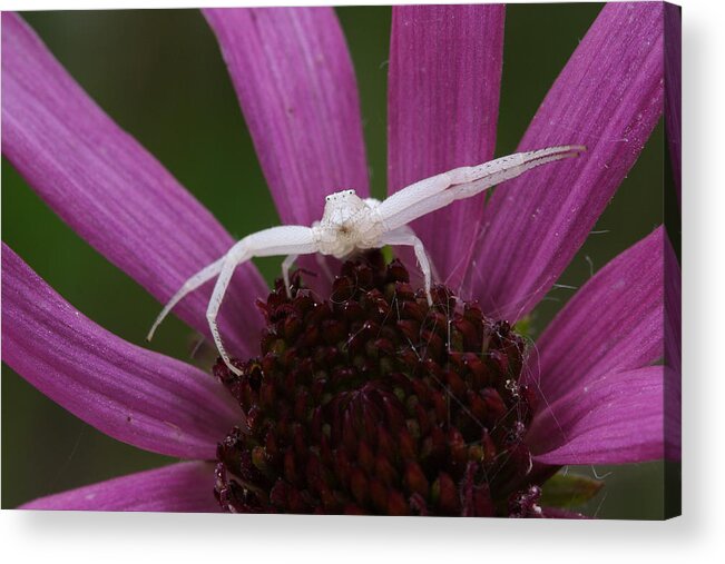 Whitebanded Crab Spider Acrylic Print featuring the photograph Whitebanded Crab Spider On Tennessee Coneflower by Daniel Reed