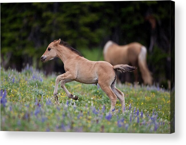 Blm Acrylic Print featuring the photograph Wild Mustang Foal in Flowers by D Robert Franz