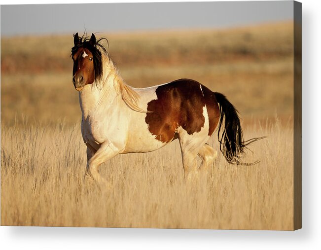 Blm Acrylic Print featuring the photograph Wild Mustang Stallion by D Robert Franz