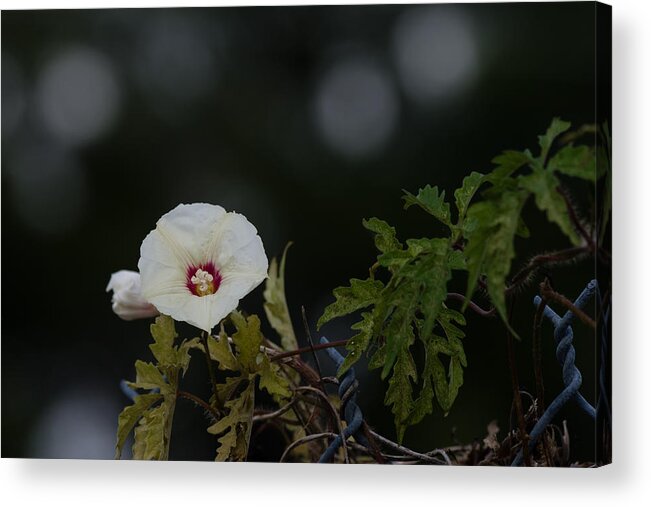 Fence Acrylic Print featuring the photograph Wildflower on Fence by Ed Gleichman