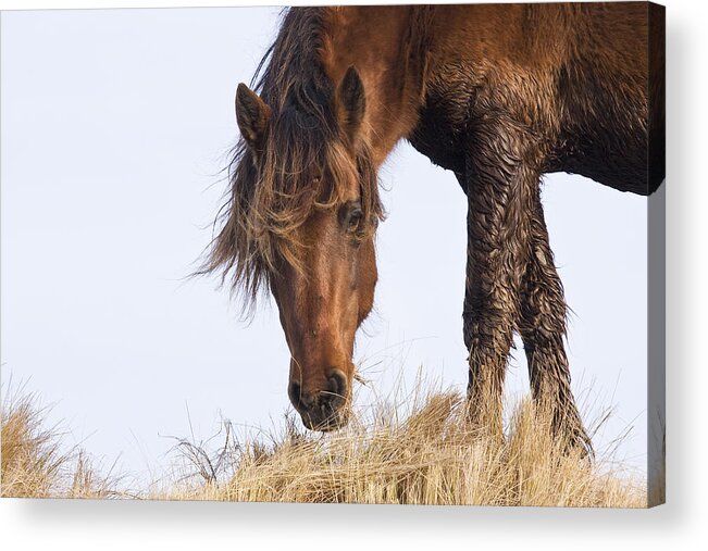 Wild Acrylic Print featuring the photograph Wildhorse on the High Dunes by Bob Decker