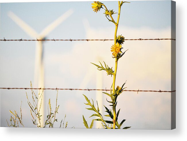 Wind Acrylic Print featuring the photograph Wind Blown by Brian Duram