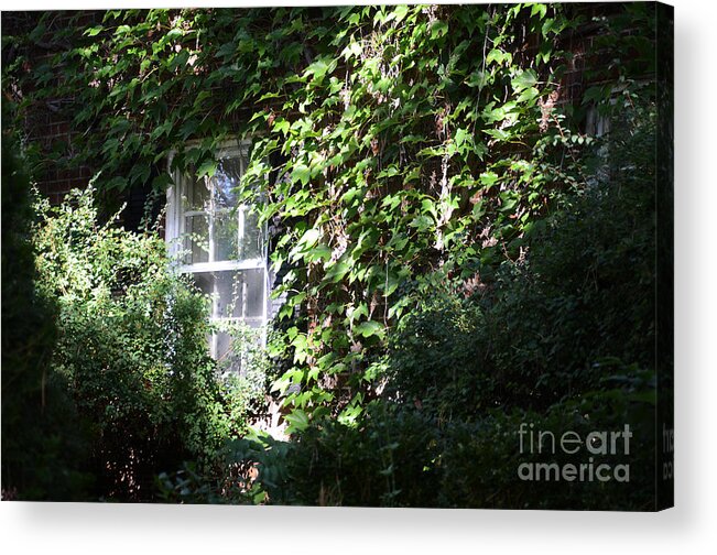 Window Acrylic Print featuring the photograph Window And Vines by Steve Somerville