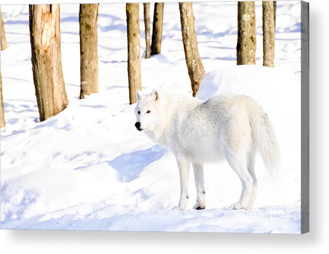 Arctic Wolf Acrylic Print featuring the photograph Winter Wolf by Cheryl Baxter