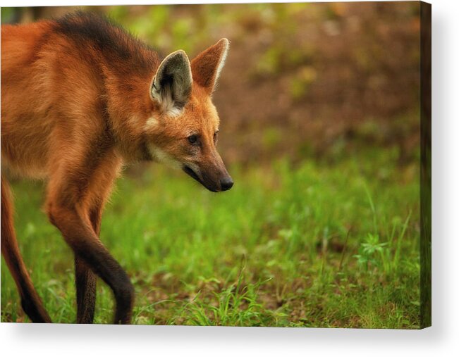 Maned Wolf Acrylic Print featuring the photograph Wolf Strut by Karol Livote