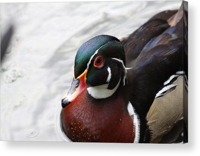Wood Duck Acrylic Print featuring the photograph Wood Duck by Jeanne Andrews