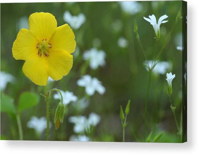 Wood Sorrel Acrylic Print featuring the photograph Wood Sorrel And Sandwort by Daniel Reed