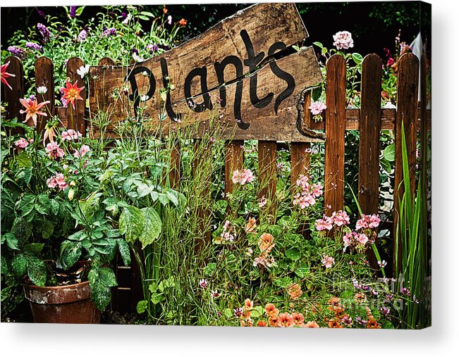 Plants Acrylic Print featuring the photograph Wooden plant sign in flowers by Simon Bratt