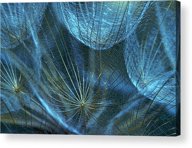 Wildflower Acrylic Print featuring the photograph Woven Webs by Jon Lord
