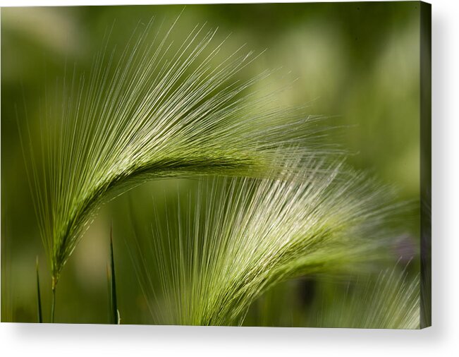 Western Acrylic Print featuring the photograph Wyoming Grassess by Rich Franco