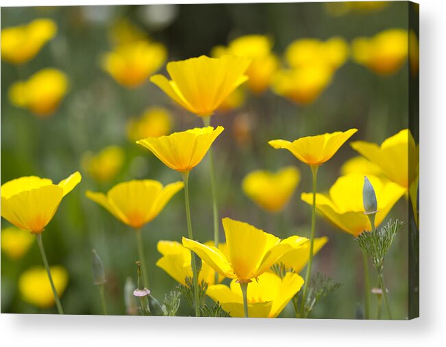 Californica Acrylic Print featuring the photograph Yellow California Poppy Wildflowers by Kathy Clark