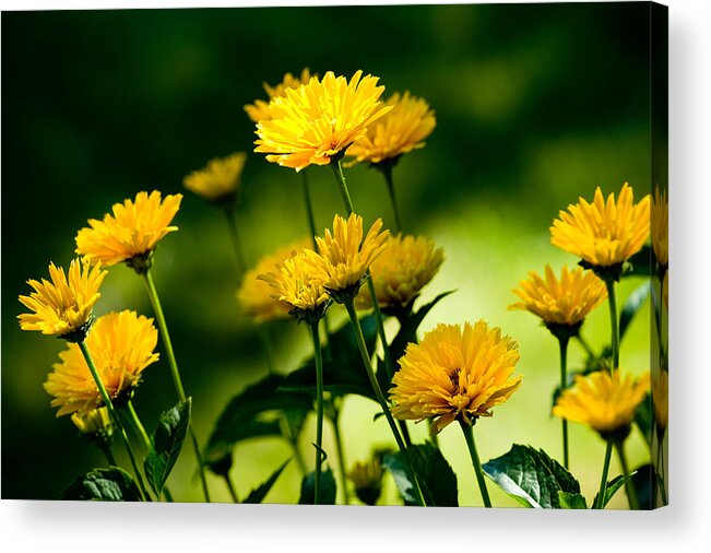 Flowers Acrylic Print featuring the photograph Yellow Daisies by Rich Franco