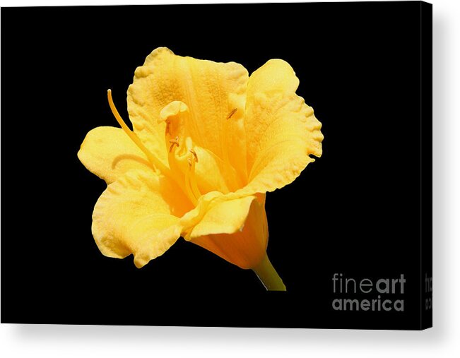 Flower Acrylic Print featuring the photograph Yellow Day Lily on Black by Michael Waters