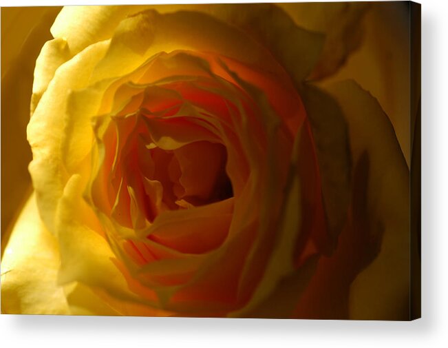 Rose Acrylic Print featuring the photograph Yellow Delight by Wanda Brandon