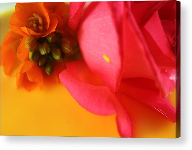 Rose Acrylic Print featuring the photograph Yellow Drop by Bobby Villapando