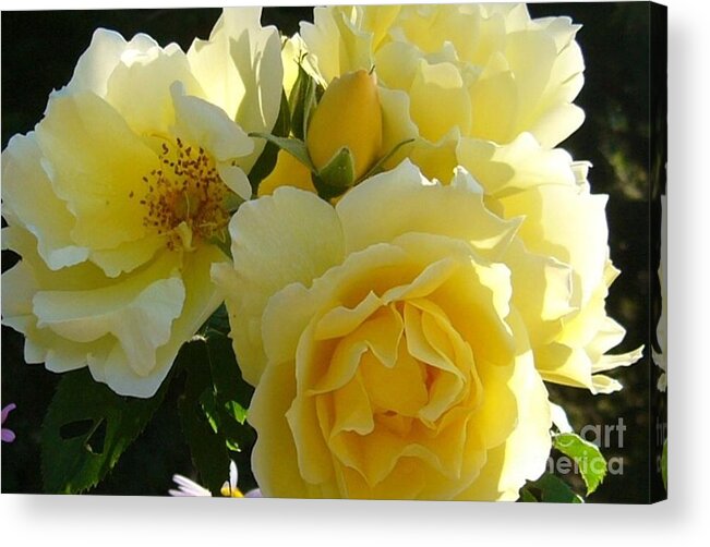 Flowers Gardening Roses Horticulture Hobbies Nature Acrylic Print featuring the photograph Yellow Rose by Jim Sauchyn