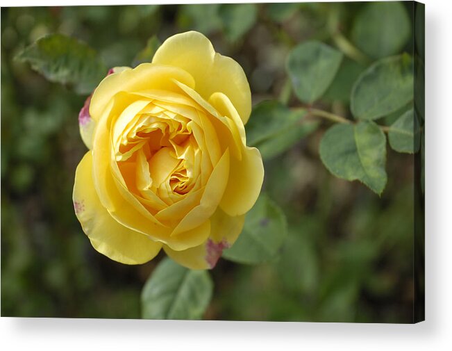 Rose Acrylic Print featuring the photograph Yellow rose by Matthias Hauser