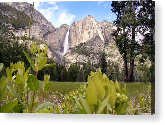 Yosemite Acrylic Print featuring the photograph Yosemite Falls with Flowers by Joe Myeress