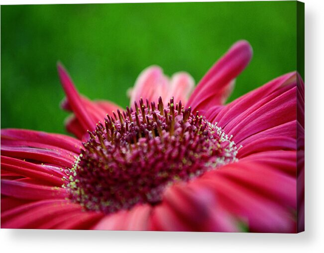 Gerbera Daisy Acrylic Print featuring the photograph ...You Can Feel It by Melanie Moraga