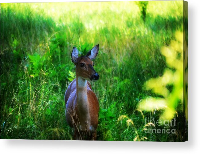 Landscape Acrylic Print featuring the photograph Young Deer by Peggy Franz