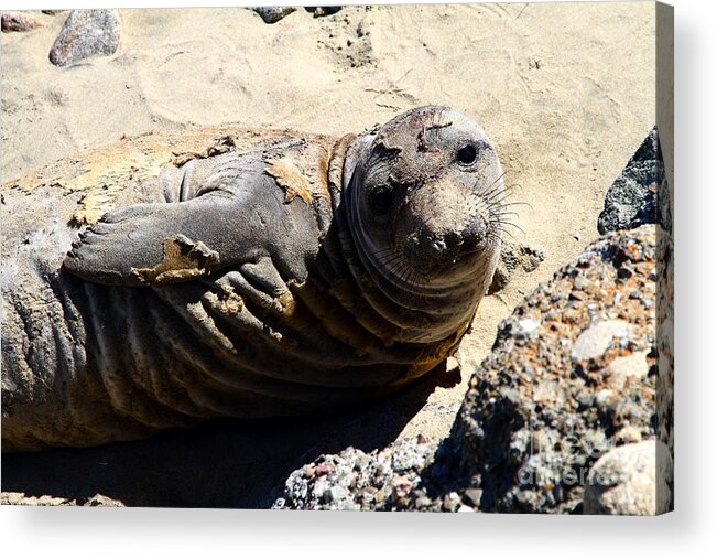 Pacific Coast Acrylic Print featuring the photograph Young Elephant Seal Molting . 7D16091 by Wingsdomain Art and Photography