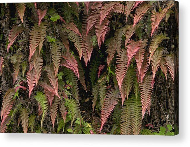 Mp Acrylic Print featuring the photograph Young Ferns In Temperate Forest, Ecuador by Murray Cooper