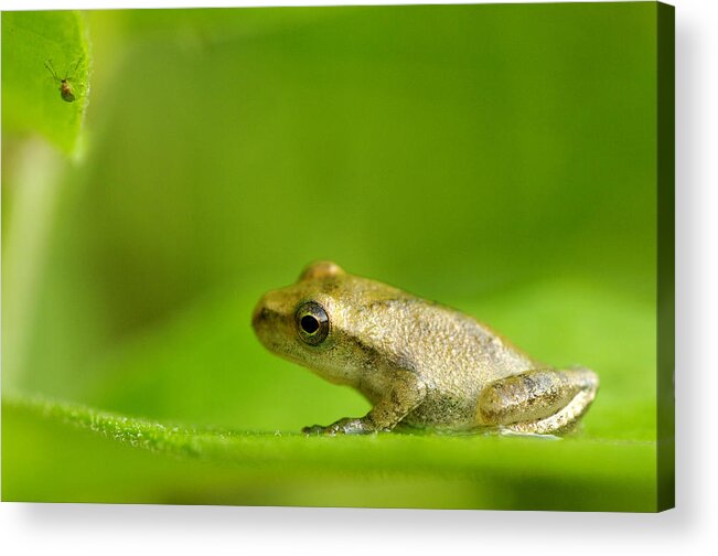 Animal Acrylic Print featuring the photograph Young Spring Peeper Pseudacris Crucifer by Steeve Marcoux