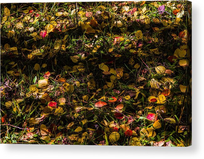 Leaves Acrylic Print featuring the photograph Autumn's Mosaic by Alana Thrower