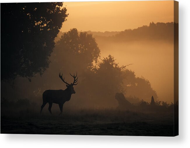  Red Acrylic Print featuring the photograph Red Deer Stag by Ian Hufton